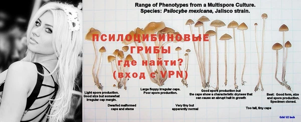 каннабис Аркадак